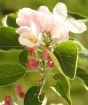 Apple blossom and buds