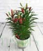 Asiatic Lily in Vibrant Red