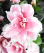 Close up of pink azalea flower