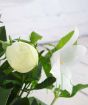 Close up of white balloon flower