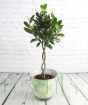 Topiary bay tree with spiral stem