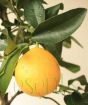 Bergamot Lemon Fruit