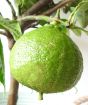 Young green bergamot