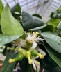 Bergamot flowers and tiny fruit buds