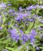 Bluebeard flowers closeup