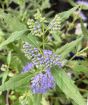 Bluebeard or Caryopteris flowers