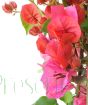 Large Pink Bougainvillea Pyramid