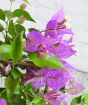 Glabra or purple bougainvillea bracts