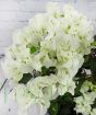 white boug flowers