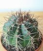 Ball Cactus              