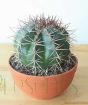 Ball Cactus              