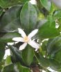 Close up of Scented Calamondin flower 