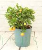 Large calamondin in Teal, recycled sea waste plastic pot.