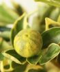 Closeup of variegated calamondin