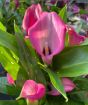 Dark pink calla lily, zantedeschia