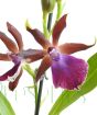 Cambria Orchid           
