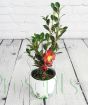 Young Camelia Yuletide from above