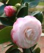 Camellia pink & white