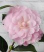 Happy Birthday Camellia