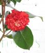 red camellia sinensis