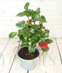Large red camellia