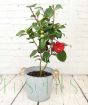 Large red camellia bud and bloom