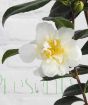 Close up of white camellia flower