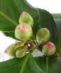 Flower Buds of the Camellia close up