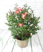Camellia sansaqua Yuletide - Red