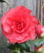 Ruby Wedding Anniversary Camellia flower