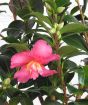 Camellia Sansaqua Bright Pink