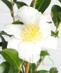 Camellia Sasanqua flower white