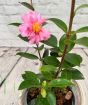 Pink camellia sasanqua flower