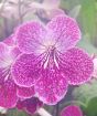 cape primrose flower