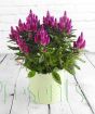 Celosia Flowers grow over time