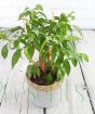 Hot Red Chilli Plant      
