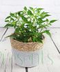 Basket of Fire Chilli May 2023