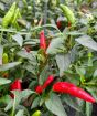 ripening basket of fire chillies