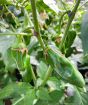 Green Cheyenne Chilli fruits developing