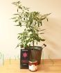 Chilli Plant Gift Set    