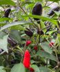 Pot Black Ripening Chillies