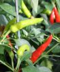 spicy chilli plant - summer