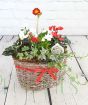Red and white festive planted basket