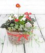 Christmas flower arrangement in a wicker basket.  