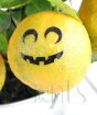 Spooky Citrus