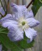Blue Angel Clematis
