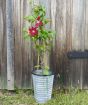 Red clematis in vintage pail