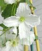 White Clematis Flower in summer