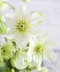 Early flowering clematis flower 