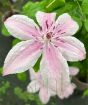 Pink Fantasy Clematis flowers